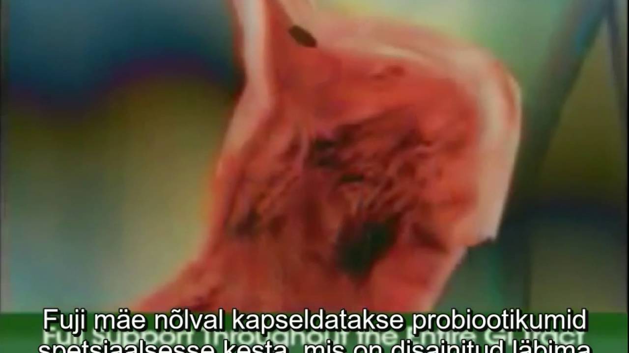 Dr Ohhira Probiootikumide valmistamine