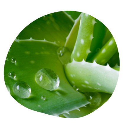 Aloe