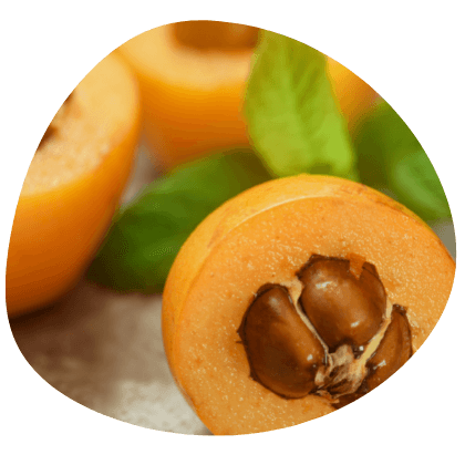 Loquat-lehti