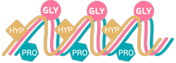 Kollageenin tripeptidit