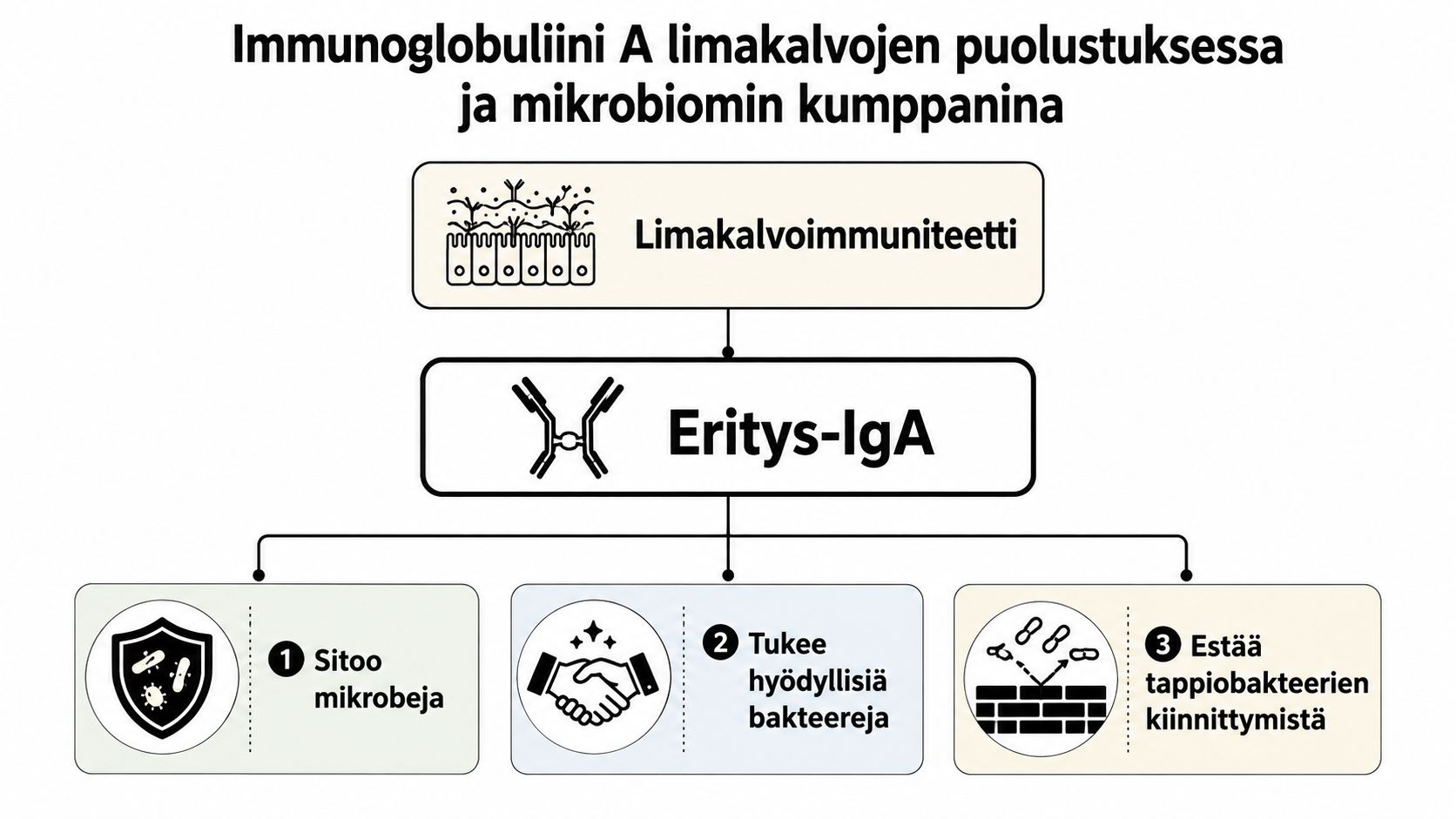 Kaavio, joka havainnollistaa IgA-immunoglobuliinin roolia limakalvojen puolustuksessa ja mikrobiomin yhteistyökumppanina sekä sen kolme päätoimintoa.