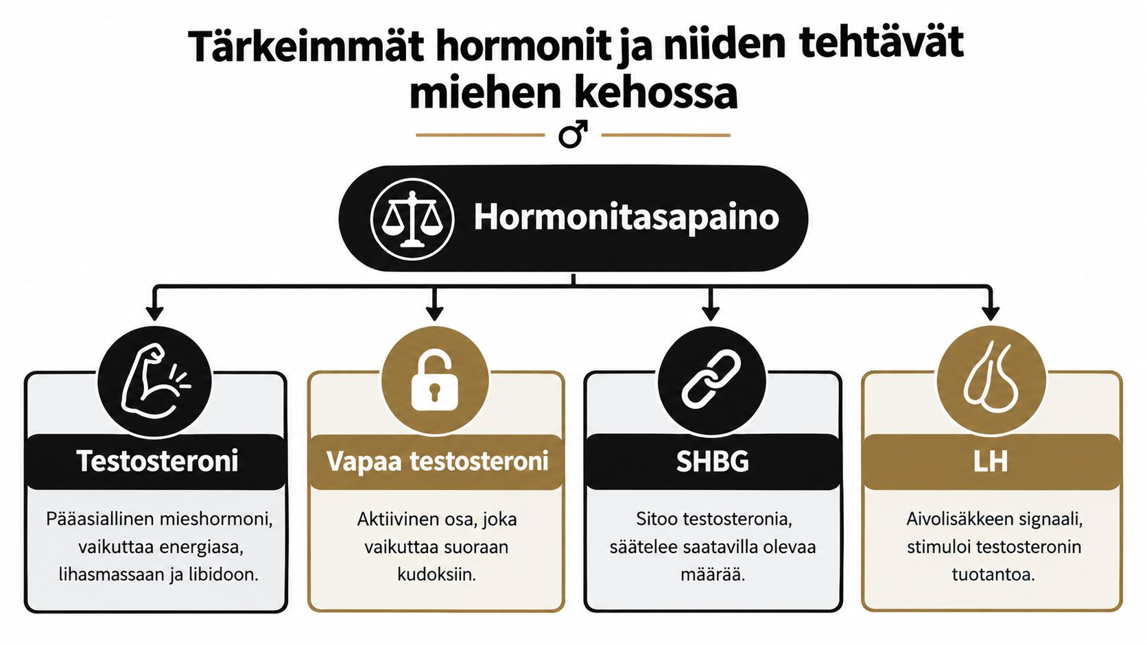 Infograafi, joka kuvaa tärkeimpiä miehen kehon hormoneja kuten testosteronia, vapaata testosteronia, SHBG:tä ja LH-hormonia.
