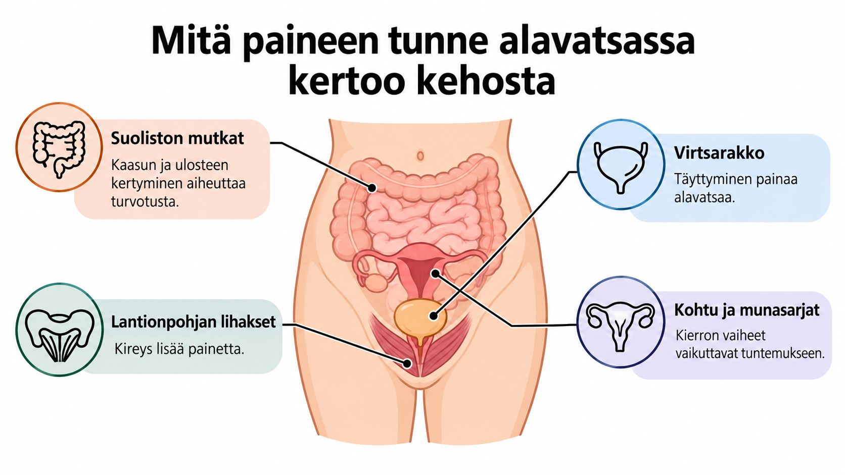 Havainnekuva naisen vatsan ja lantion alueen elimistä, jotka voivat aiheuttaa paineen tunnetta alavatsalla, kuten suolisto ja kohtu.